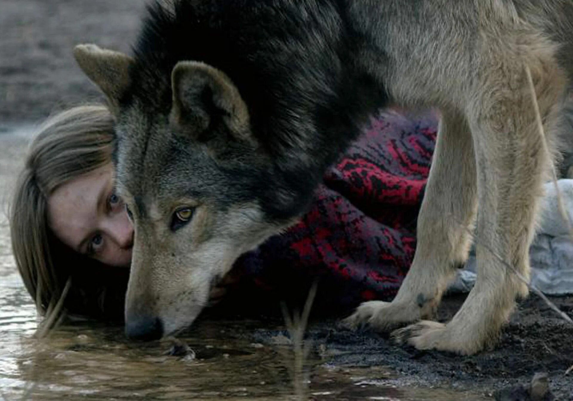 Wild trailer. Риз уизерспун дикая. Риз уизерспун дикая. Дикая трейлер. Риз уизерспун дикая 2014.