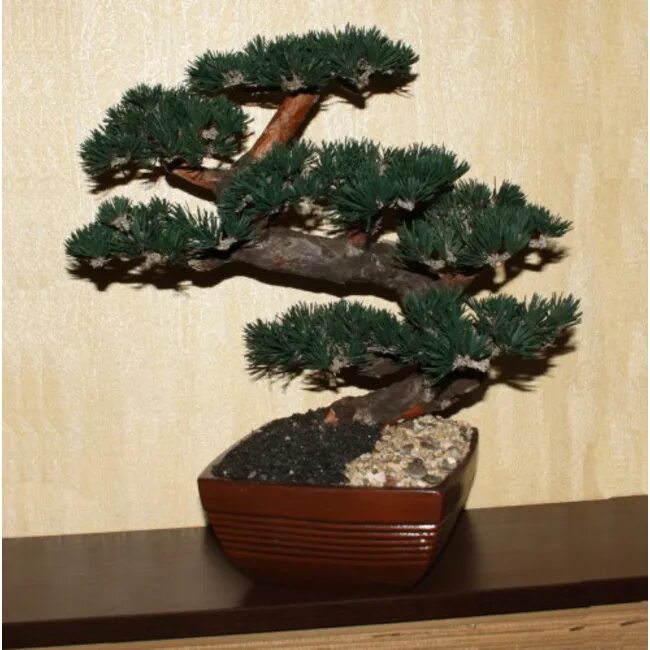 Кедровый бонсай. Сосна кедровая бонсай. Семена бонсай японский кедр (криптомерия). Бонсай кедр. Бонсай кедр.