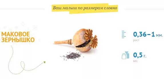 ктр эмбриона 3,5 мм. размер плода на 4. зародыш на 4 неделе беременности размер плода. как выглядит зародыш на 4 неделе. эмбрион 4-5 недель размер.