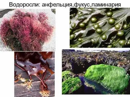 Ламинария относится к водорослям
