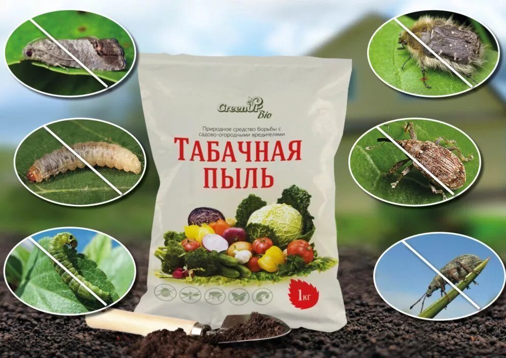 Табачная пыль для чего применяется. Табачная пыль. табак от вредителей на огороде. табачная пыль от вредителей. табак для растений от вредителей.