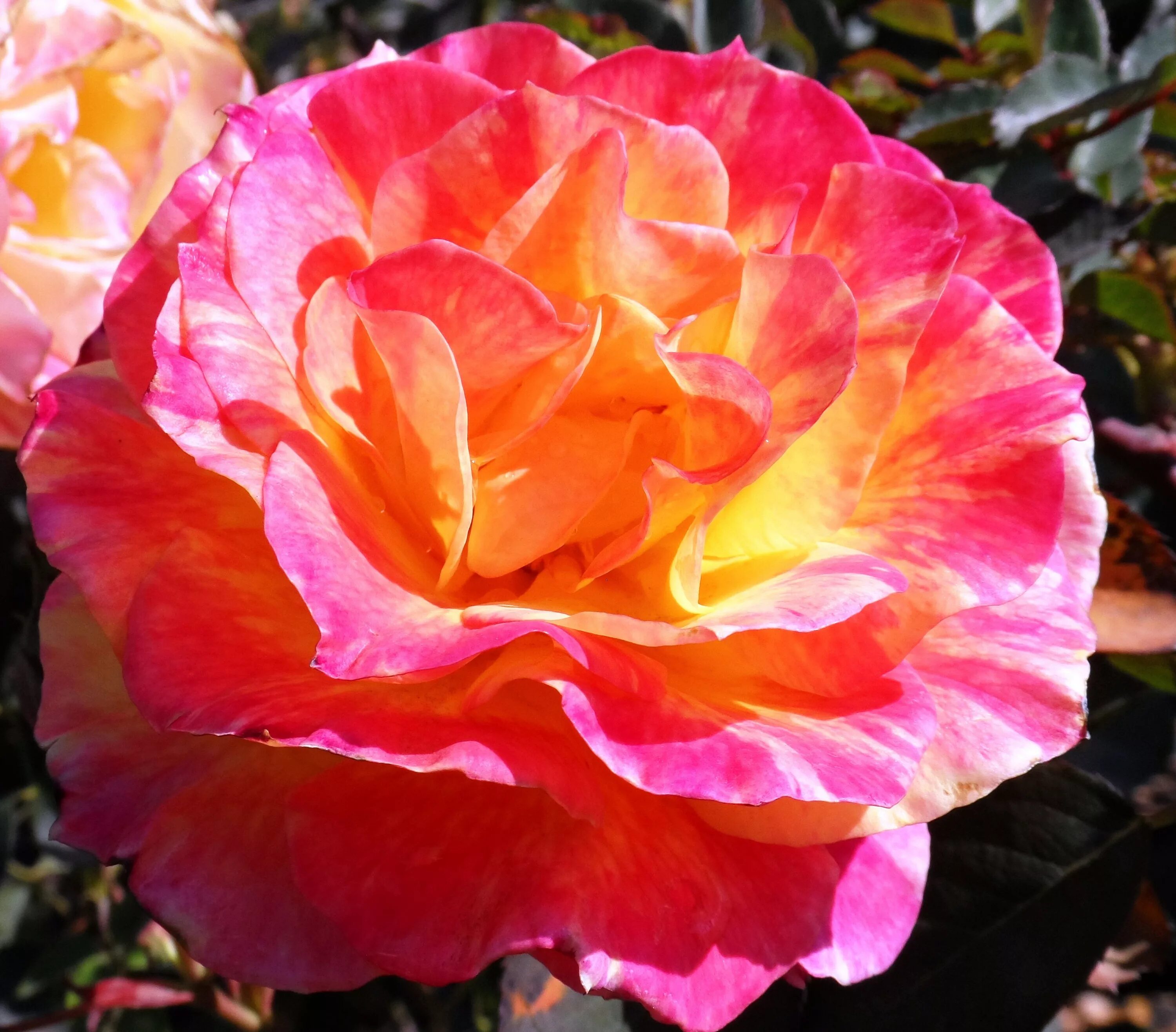 Rose africa. Розы из юар. Rose africa. Rose africa. Rose africa.