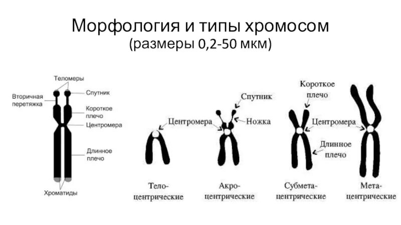 Какие типы хромосом вам известны. Морфология хромосом. Классификация хромосом. Размеры хромосом. Тип классификации хромосом.