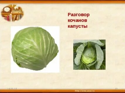 Качан или кочан капусты как правильно писать