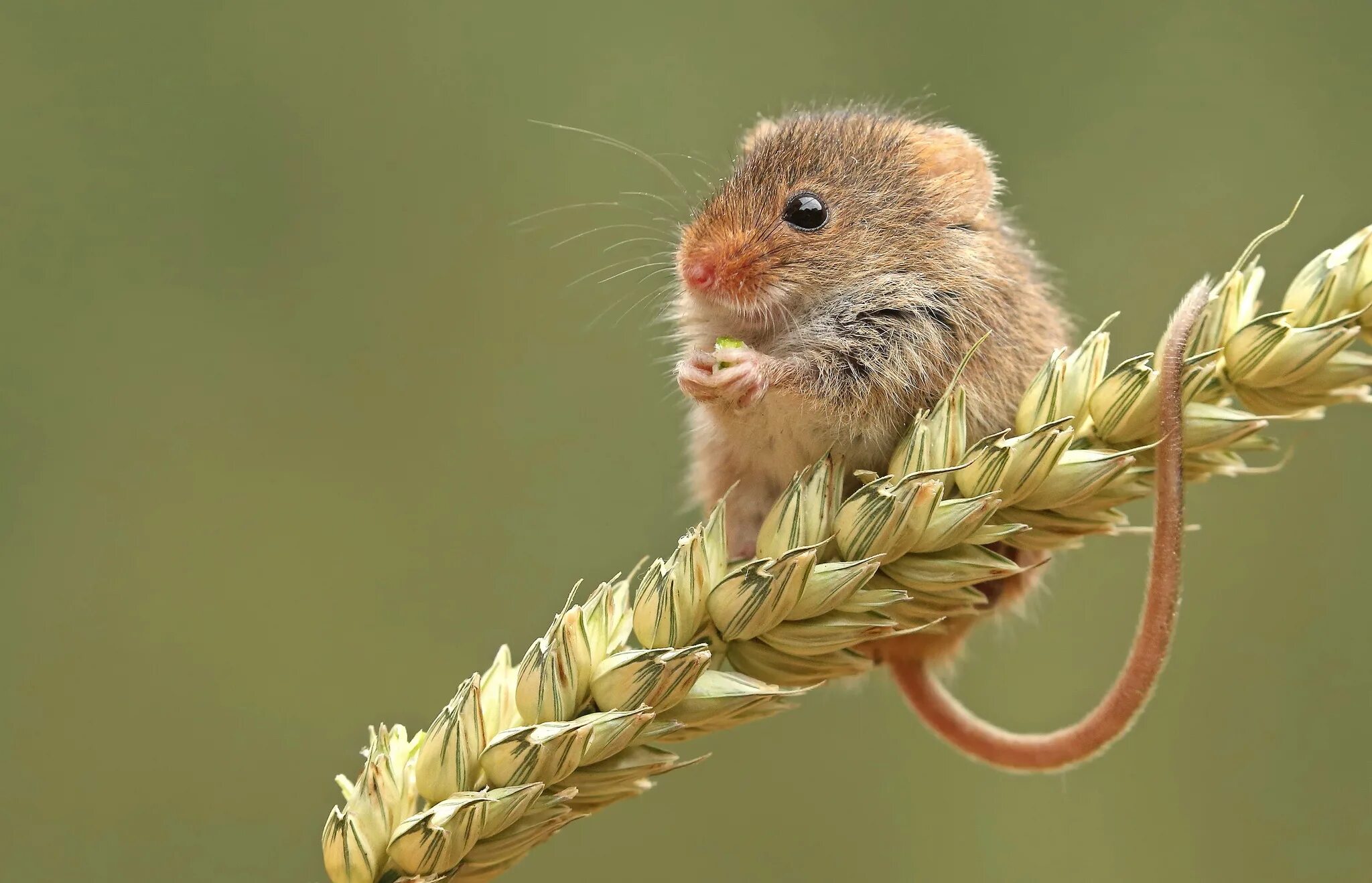 Мышь Малютка полевка. Мышь животное полевка. Мышь Малютка ареал. Мышь-Малютка (лат. Micromys minutus).