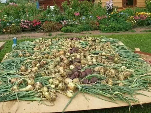 Можно ли посадить капусту рядом с кабачками