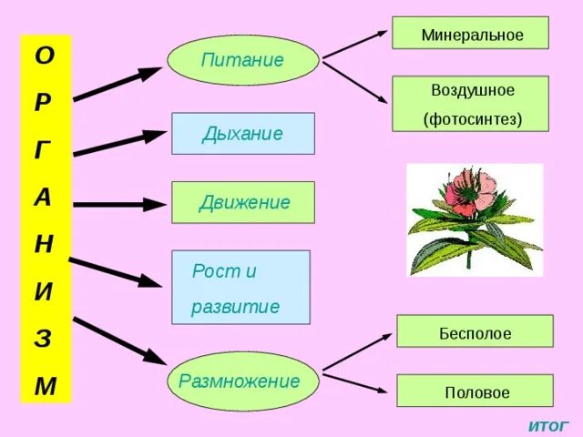 Функции органов растений. Органы растений и их функции таблица. органы растений и их функции 6 класс. органы растений и их функции схема. функции органов растений 6 класс.