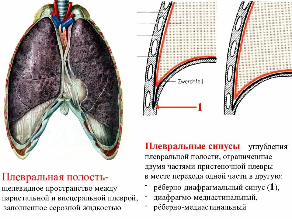 Синусы легких свободны