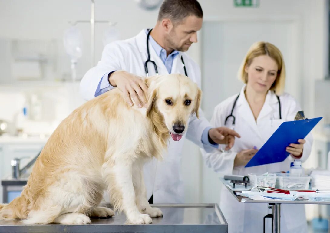 Ветеринар. Осмотр собаки. Ветеринар с собакой. Больница для животных. Ветеринар доброе