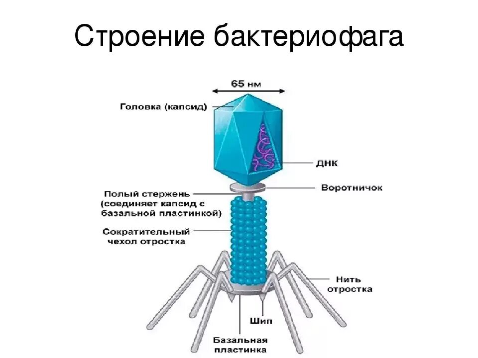 Зарисуйте строение бактериофага. Схема строения вируса и бактериофага. структура и химический состав вирусов и бактериофагов микробиология. строение бактериофага микробиология. строение вируса бактериофага рисунок.