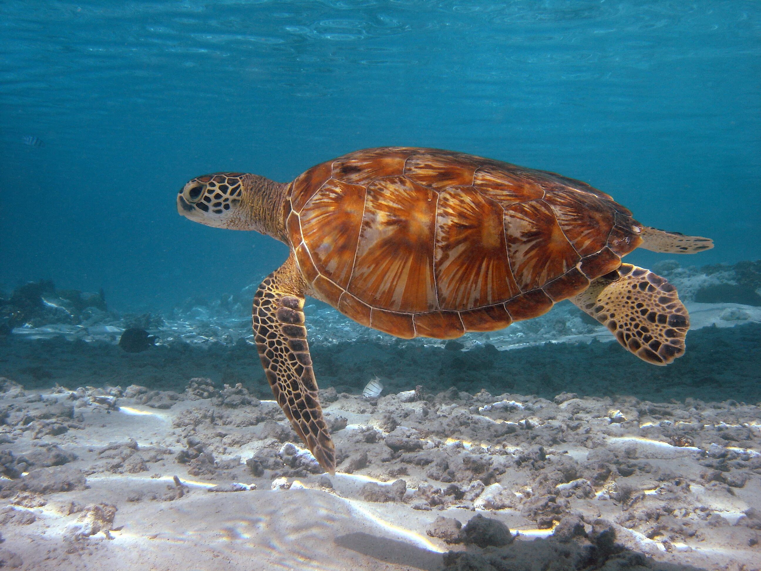 Какой группе морских обитателей относится морская черепаха. Зеленая (суповая морская черепаха). Морская черепаха бисса. Морская черепаха и Черепашата. Черепаха бисса (Каретта).