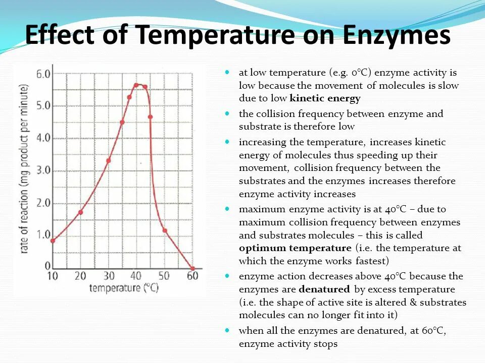 The Effect of the temperature. Temperature rate норма. The temperature is Low. Influence of temperature. Effect o