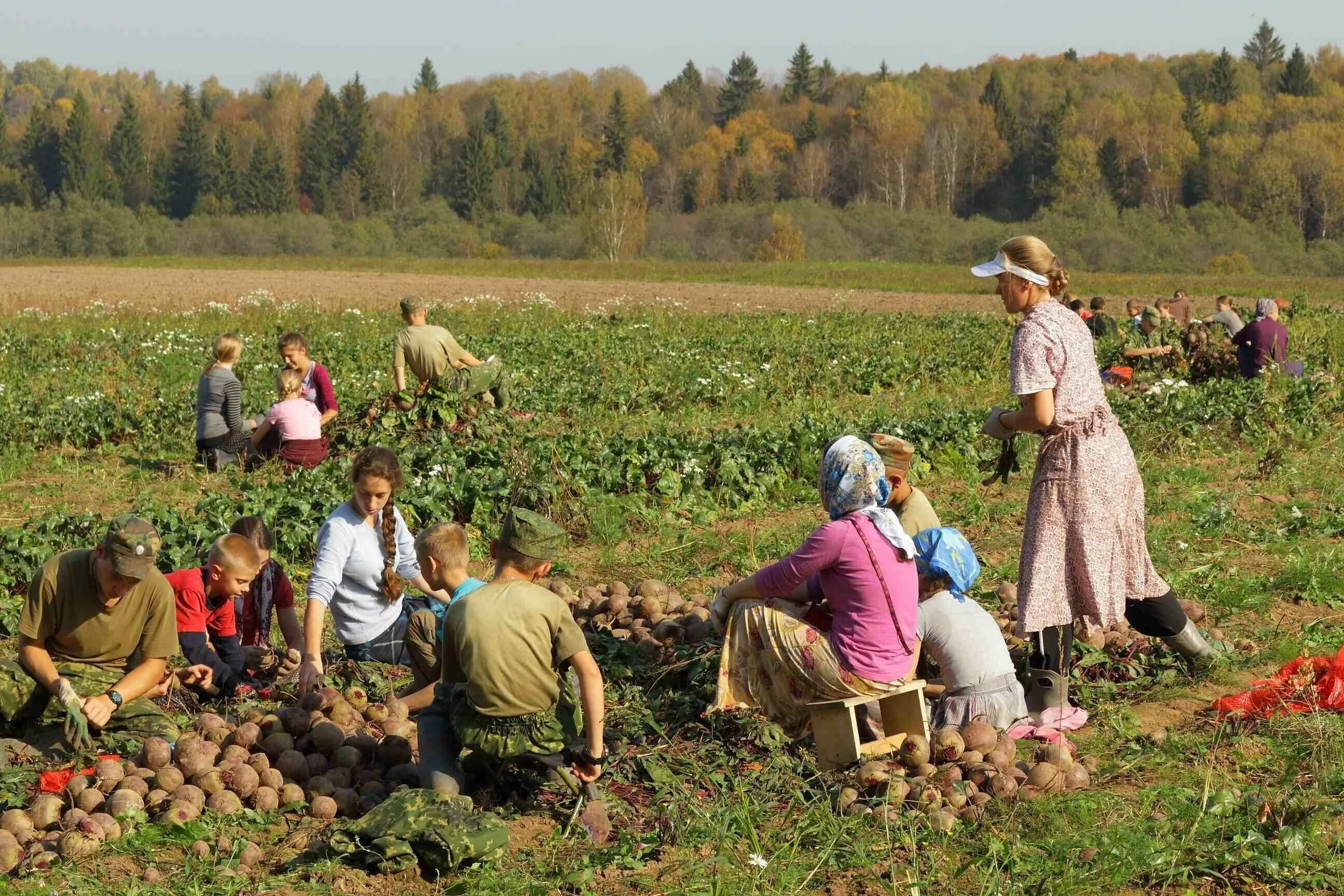 Сбор урожая. Осень сбор урожая. Сбор урожая в деревне. Осенний огород. Начинается сбор урожая