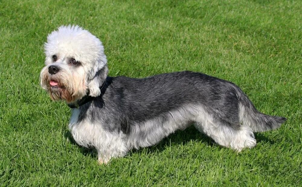 Денди даймонд терьер. Денди терьер. Денди-динмонт-терьер белый. Денди-динмонт-терьер белый. Динмонт терьер.