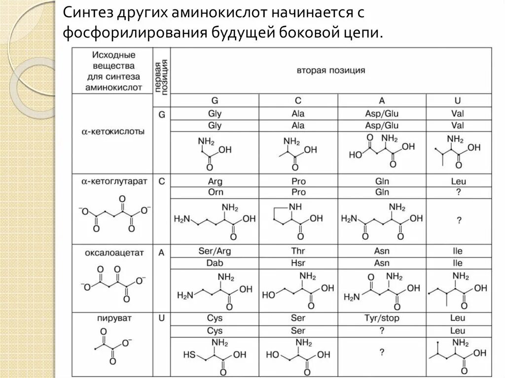 С этой аминокислоты начинается. Аминокислоты таблица егэ химия. таблица аминокислот егэ биология. таблица аминокислот для егэ по химии. фосфорилирование аминокислот.