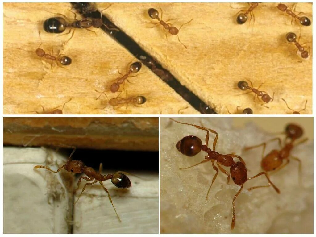 Почему появляются муравьи. Фараонов муравей – (Домовой муравей). Фараоновые муравьи Муравейник. Фараоновые муравьи матка. Фараоновые муравьи гнездо.