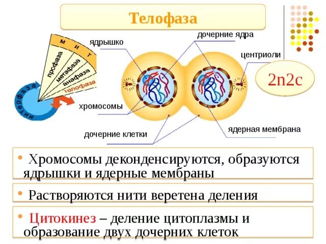 Сущность митоза состоит в образовании двух дочерних. Ядра дочерних клеток в телофазе. телофаза 1 ядра. в телофазе хромосомы. телофаза дочерние хромосомы.