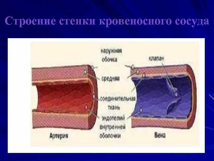 Толстая стенка сосуда. Строение стенки сосудов. Строение стенки сосудов сердца. Строение стенки кровеносных сосудов. Строение стенки вен.