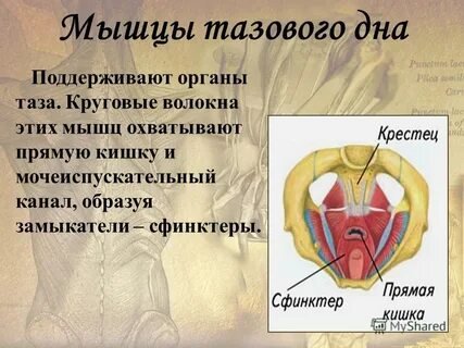 Спазмы тазового дна у женщин
