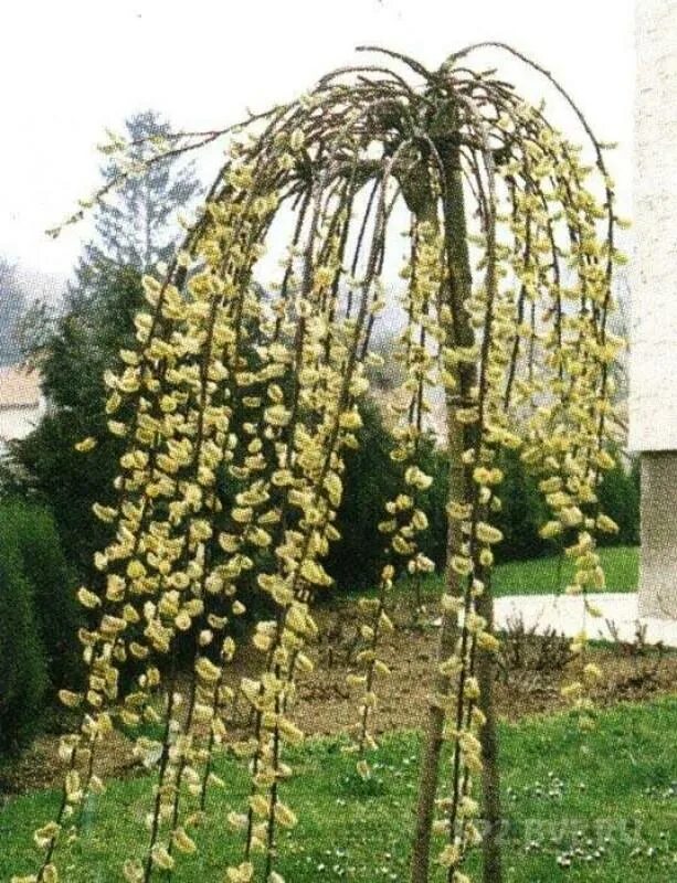 Ива Козья Salix caprea Kilmarnock. Ива Козья `Килмарнок` (`Пендула`), Salix caprea `Kilmarnock`. Ива Козья 'Kilmarnock' Ива Пендула. Ива caprea pendula.