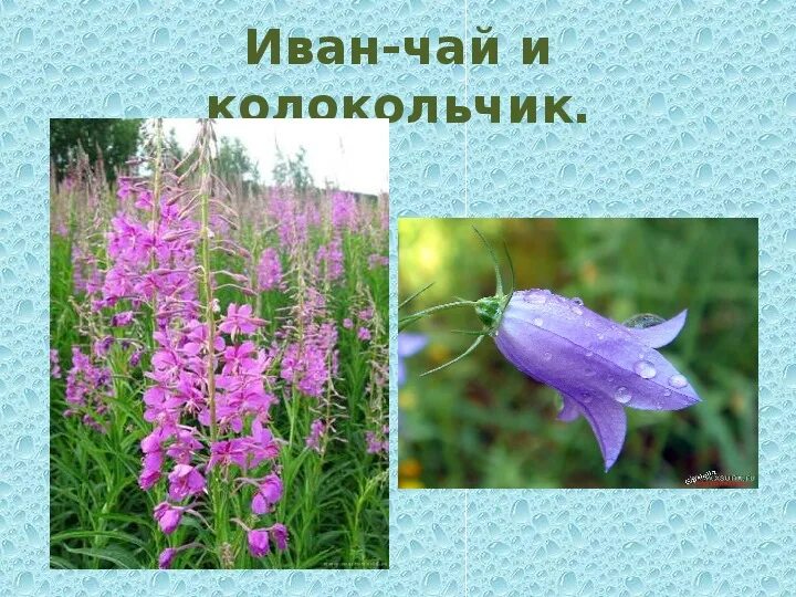 Карельский вереск. Растительный мир ленинградской области. Лес ленинградская область тайга. Растительный мир лесов ленинградской области. Trifolium medium.