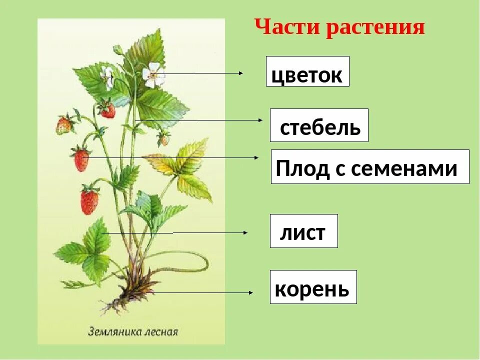 Органы растений корень лист стебель 3 класс. Части растения схема. Название частей растения. Орган это часть растения которая.