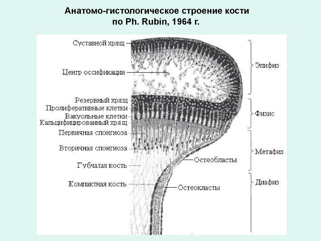Строение остеона костная ткань. Строение диафиза трубчатой кости гистология. Гистологическое строение диафиза трубчатой кости. Костная ткань поперечный срез диафиза кости гистология. Строение трубчатой кости гистология.