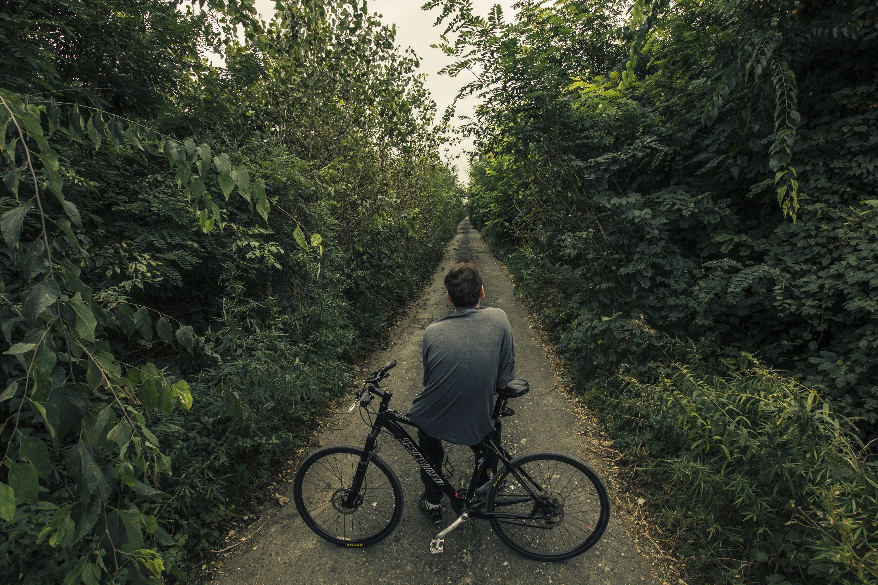 Лес велосипедист. Велосипед в лесу. Велосипед на природе. На велосипеде по лесу. Велосипед на дороге.
