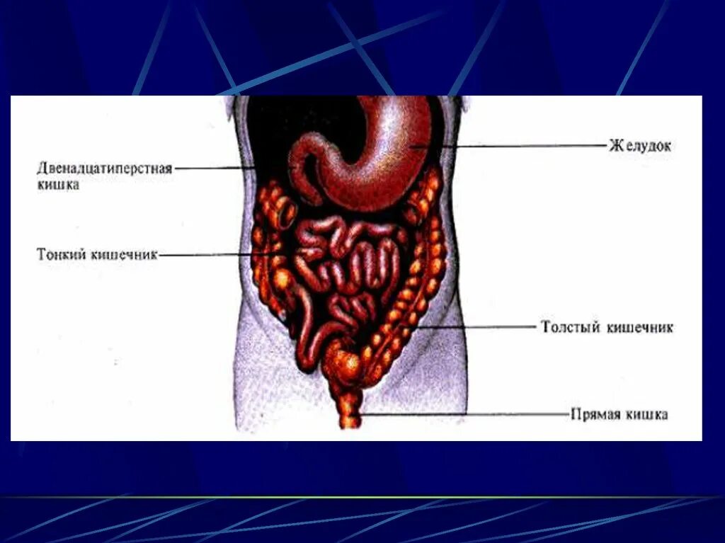Кишечник с желудком и 12 перстной кишкой. Двенадцатиперстная кишка и прямая кишка. Прямая кишка это 12 перстная кишка. 12 Ти перстная кишка анатомия. Прямая толстая и тонкая кишка