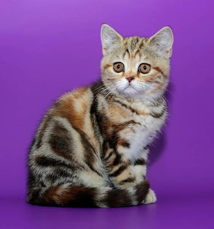 Шотландская порода кошек окрасы. Черепаховый тигровый Браун-табби. Шотландская табби. Шотландская вислоухая кошка табби. Британская кошка табби черепаховая.