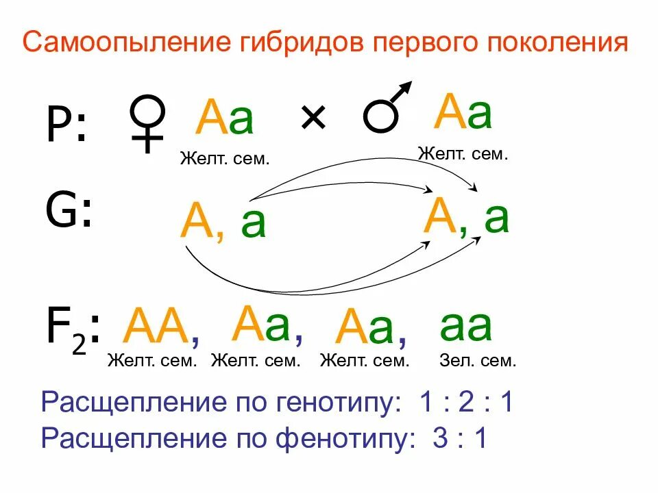 Расщепление по фенотипу 3 2. Второй закон менделя расщепление. второй закон менделя схема скрещивания. расщепление по фенотипу по 2 закону менделя. расщепление по генотипу 2 закон менделя.