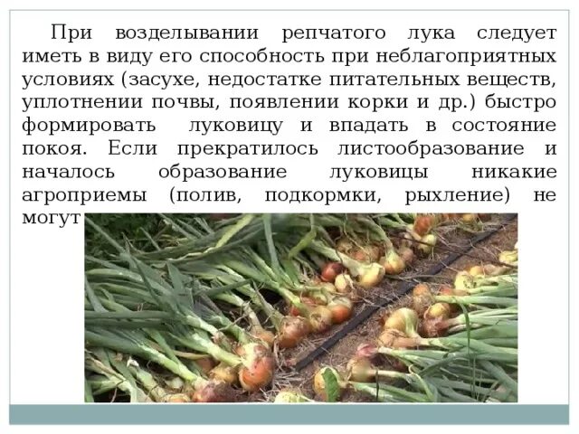 Развития луковая. Развития луковая