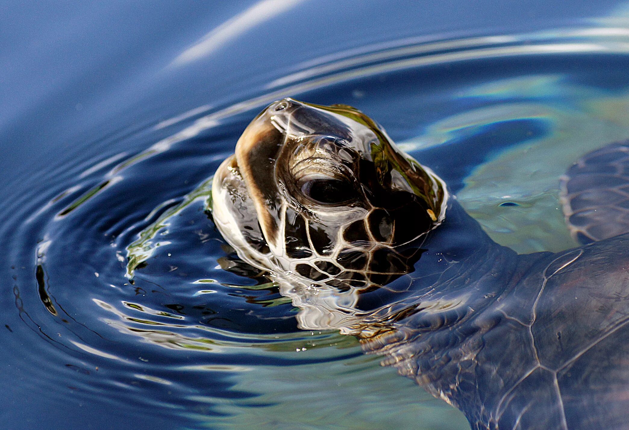Морская черепаха. Черепаха плавает. Черепаха в воде. Море черепаха.