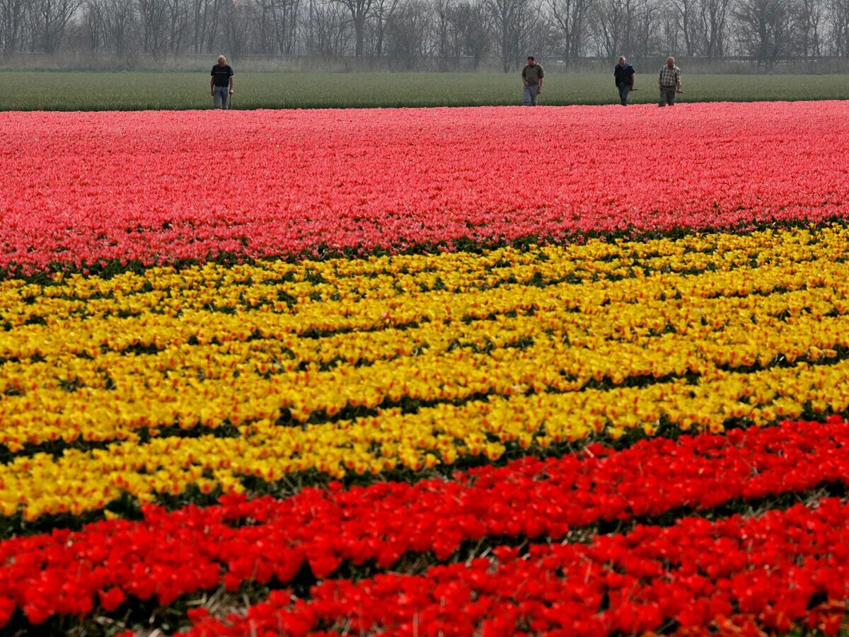 Где тюльпановые поля. Тюльпановые поля в Голландии. Голландия тюльпановые поля мельница. Тюльпановые поля в Голландии фото. Тюльпановые поля Прованса во Франции.