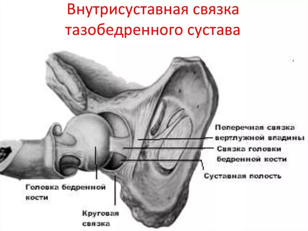 Связка головки. Внутрисуставные связки тазобедренного сустава. Внутрикапсульные (внутрисуставные) связки тазобедренного сустава. Внесуставные связки тазобедренного сустава. Связки тазобедренного сустава вид спереди.