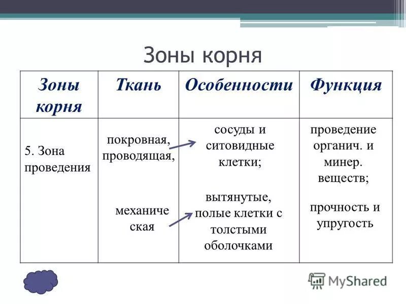 Биология 6 класс таблица корни