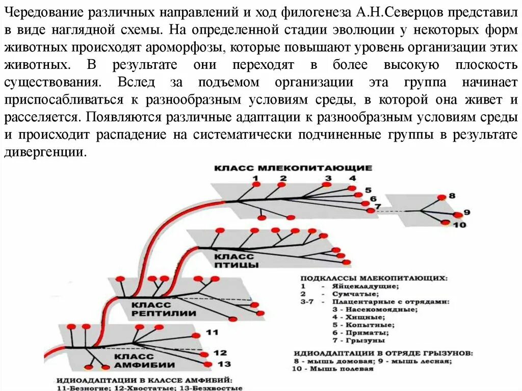 Учение о филэмбриогенезах а.н Северцов. Правило чередования главных направлений эволюции Северцов. Схема Северцова направление эволюции. Правило чередование направлений эволюции Северцов. Магистральное направление ключевое условие