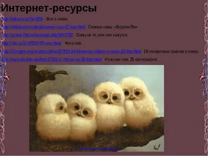 Продолжительность жизни совы