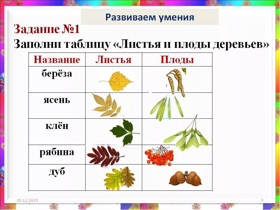 Осенние листья прилагательные. Листья и плоды деревьев. Плоды и семена деревьев. Семена деревьев с названиями. Название листьев.