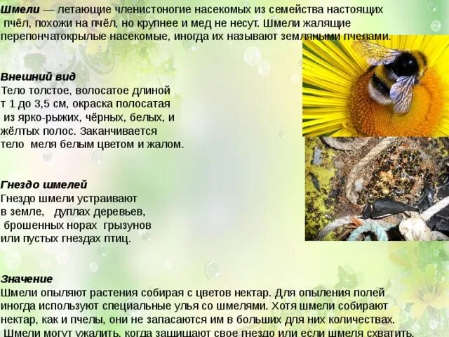 Почему шмель летает. Кто питается шмелями. почему шмель не летает. могут ли пчелы и шмели летать.