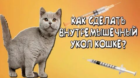 Как сделать внутримышечный укол коту
