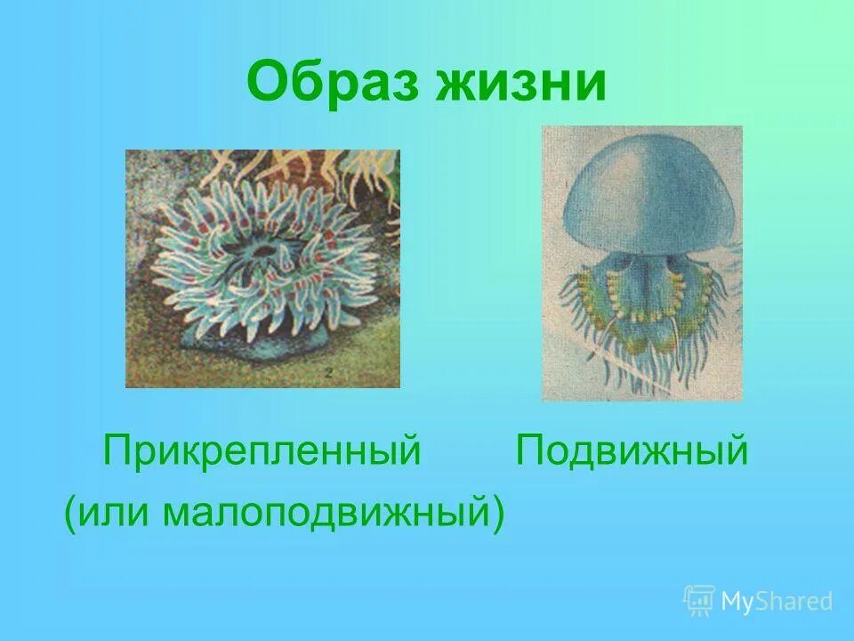 Признаки грибов. Что такое прикрепленный образ жизни. Животные ведущие прикрепленный образ жизни. Прикрепленный образ жизни у кишечнополостных. Что такое прикрепленный образ жизни.