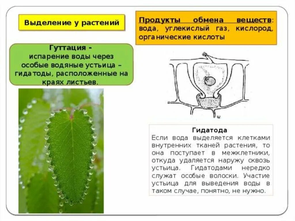 Выделение биология 6 класс кратко. Выделение у растений схема. Органы выделения у растений. Водяные устьица у водных растений. Транспирация устьица.