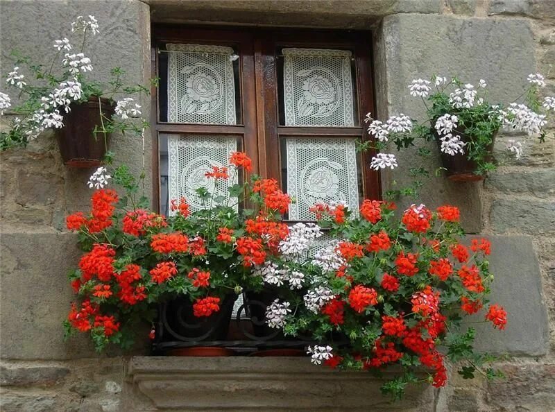 Цветы на окне. Цветы на балконе. Герань на окне. Окно в цветах.
