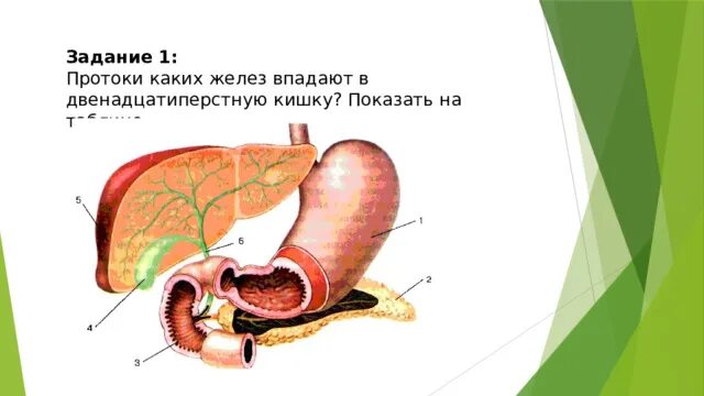 В двенадцатиперстную кишку открываются протоки желез. Протоки желез впадают в двенадцатиперстную кишку. проток двенадцатиперстной кишки. в двенадцатиперстную кишку открываются протоки. протоки поджелудочной железы впадают в двенадцатиперстную кишку.