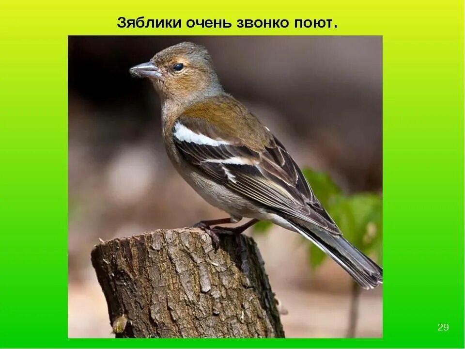 Перелетная ли птица Зяблик. Зяблик кавказский. Зяблик Перелетная. Зяблик образ жизни