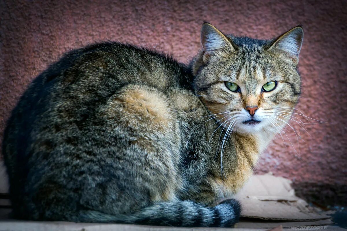 Мурзик. Мурзики коты. Котик Мурзик. Кот и Мурлик.