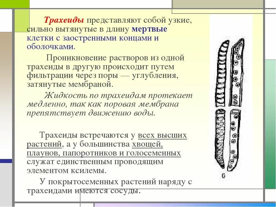 Представляющего собой узкую