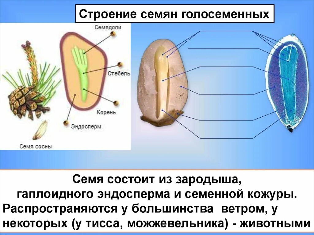 Строение семени покрытосеменных растений. Эндосперм покрытосеменных семя овса. Эндосперм семени сосны. Структуры семени покрытосеменных растений.