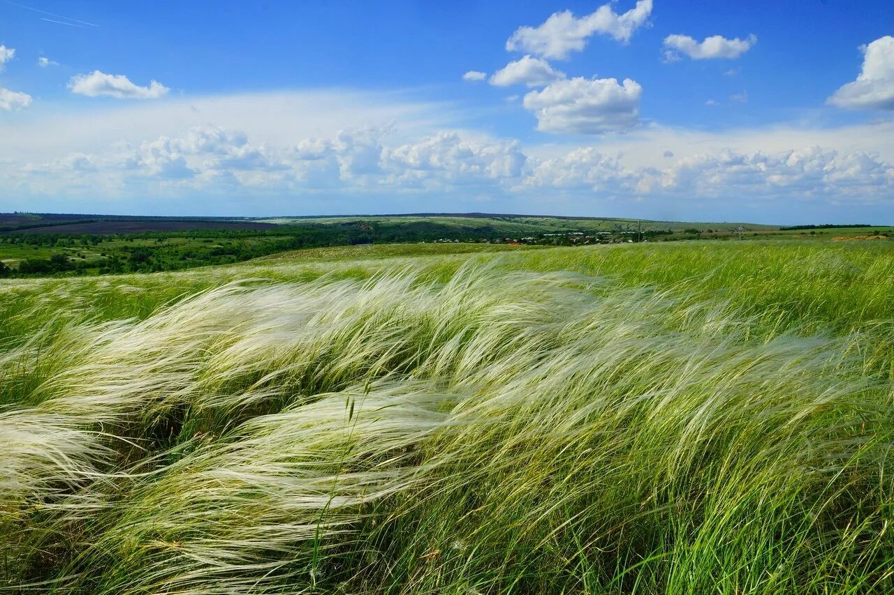 Ковыль стелется. Ковыль Степной. Ковыль Кубань. Степь Оренбурга ковыль. Степной ковыль Краснодарский край.